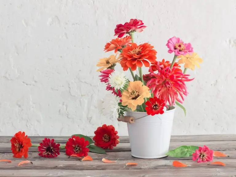 Do Zinnias Make Good Cut Flowers? How Many Days Do They Last in Vase?