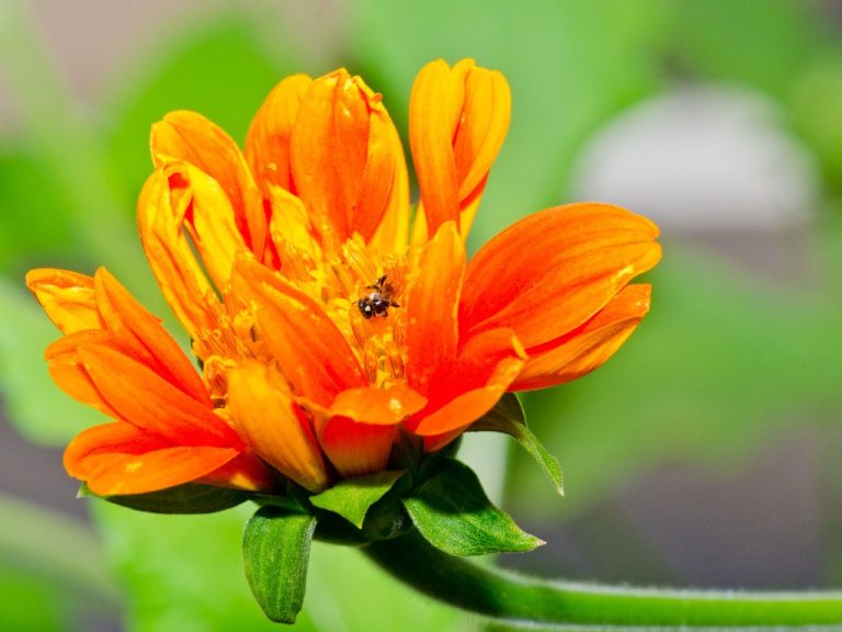 When Does Zinnia Bloom? Care Tips for Zinnias to Achieve Beautiful Blooms