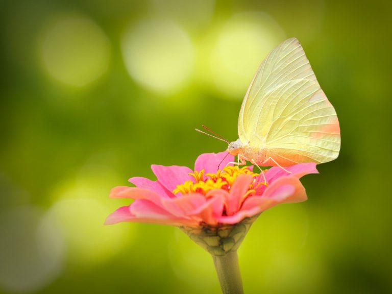 Zinnia Companion Vegetables — 12 Veggies to Grow With Zinnias in the Garden