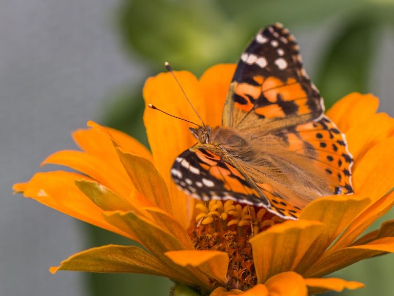 Zinnias Leaves Turning Yellow | 6 Reasons Why Zinnia Leaves Are Turning Yellow and Wilting