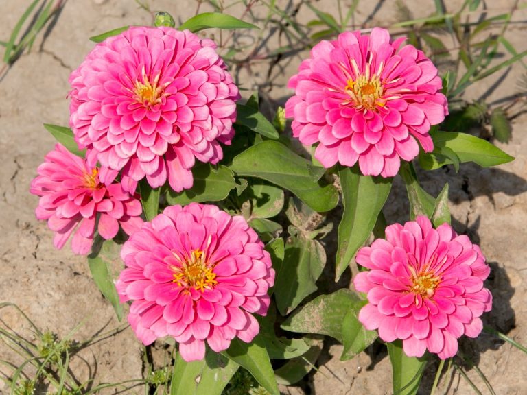 Does Zinnia Need Full Sun? Know How Many Sun Hours Do Zinnias Require