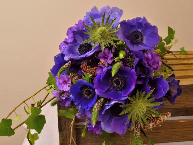 When Does Anemone Bloom? | Know the Bloom Time of Different Anemone Varieties