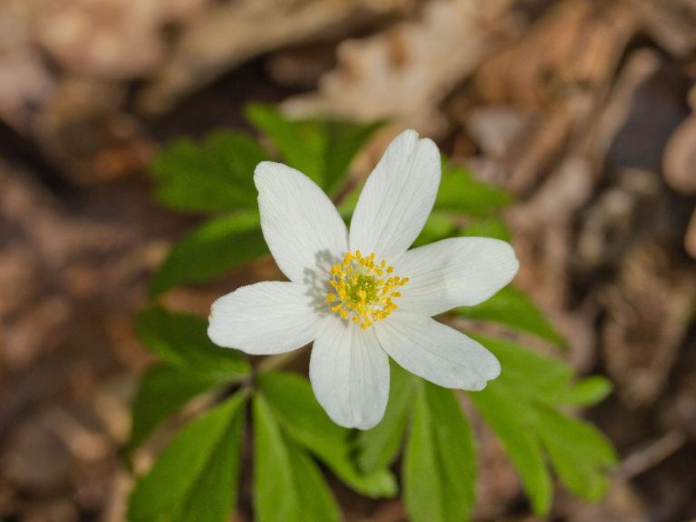 Are Anemones Plants or Animals? What You Need To Know