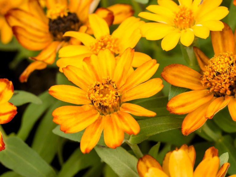 How Long Does Zinnia Take To Grow? How Zinnia Grow