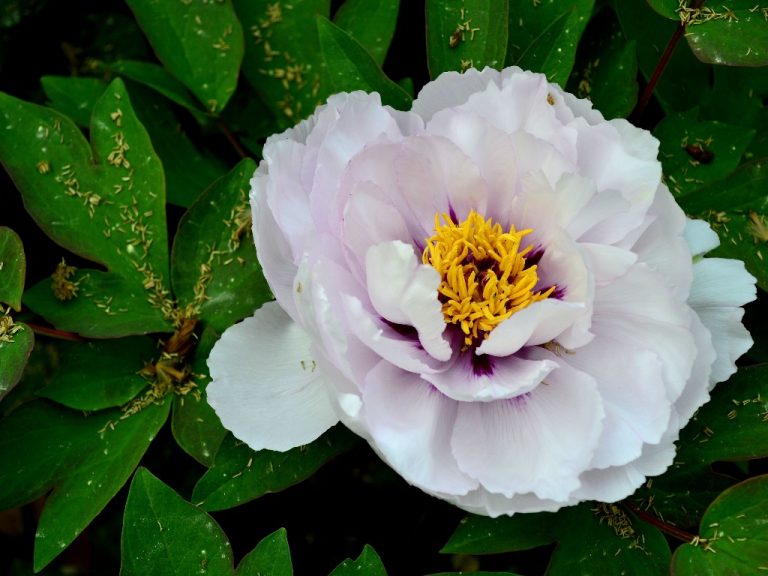 Where to Plant a Peony? Plant Location and Sun Requirements for Peonies