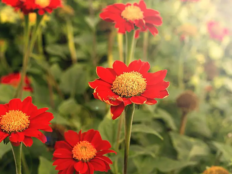 How To Cut Zinnia Flowers? 5 Steps to Cut Your Zinnia Flowers and Tips for Longer Shelf-Life After Harvest