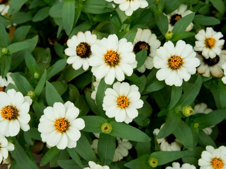 When To Start Zinnia Seeds Indoors? Why Plant Zinnias in Containers?