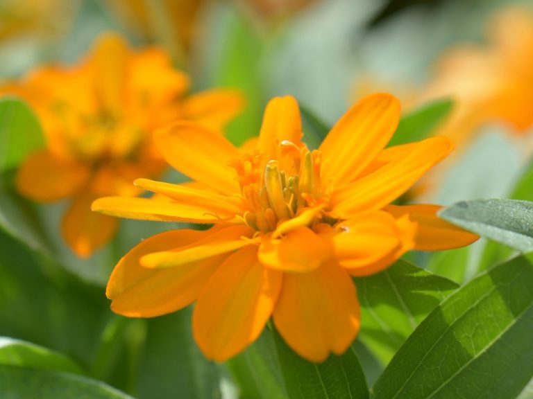Do Zinnia Seeds Need Stratification? A Simple Method To Plant Zinnia Seeds Indoor