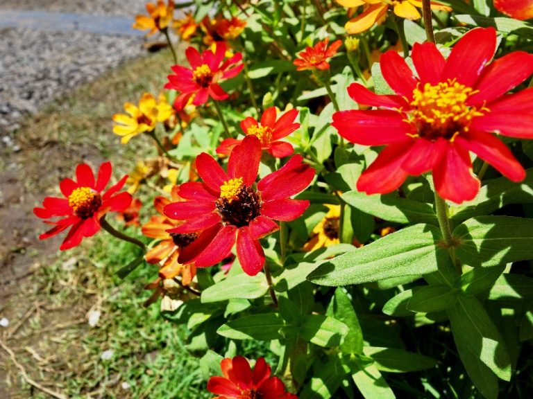 Zinnia in Vegetable Garden | The Positive Effects of Mixing Zinnias in Vegetables Garden