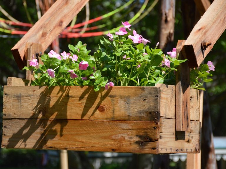 Growing Zinnias in Pots: A Complete Guide for Beginners