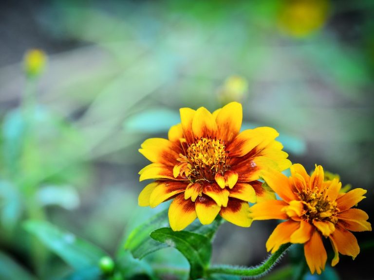 Types of Zinnias | Everything You Should Know