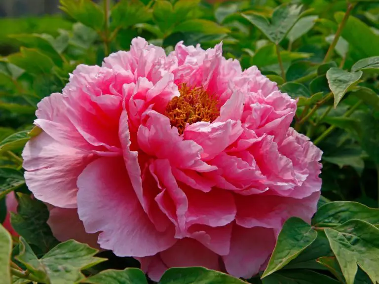 Are Peonies Deer-Resistant? What You Need To Know