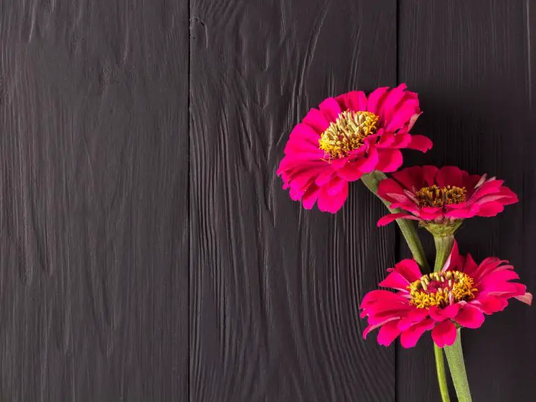 Deadheading Zinnias | Great Tips to Apply in Cutting Your Favorite Flowers