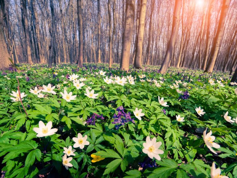 Anemone: Does It Grow In Sun or Shade? Find Out Their Sunlight Requirement