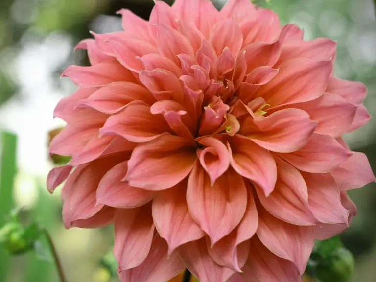 How Long Does Zinnia Bloom? 4 Useful Tips to Prolong Blooming of Your Zinnias