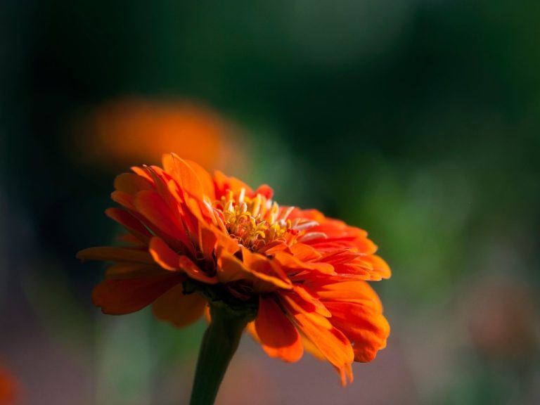 Zinnias: Are They Annual or Perennial? | Know What Treating Zinnias as Annual
