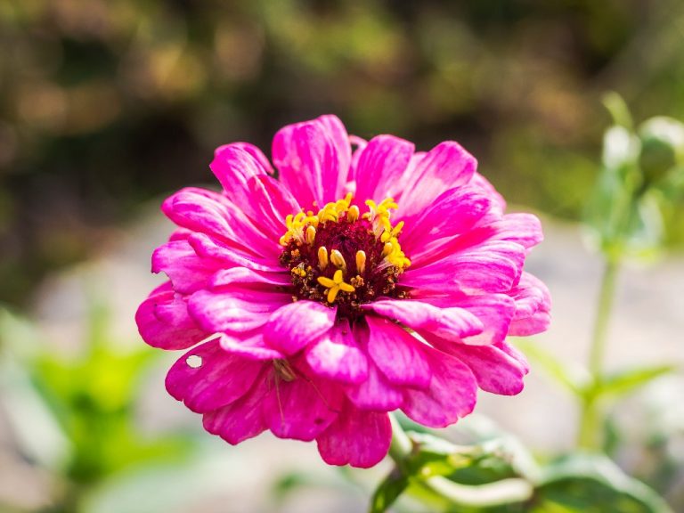 Applying Fertilizer on Zinnias| 10 Types of Zinnia Fertilizers That You Should Try