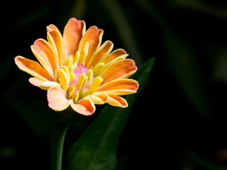 Are Zinnias Easy to Grow? Beginner’s Guide to Zinnia’s Growing Requirements