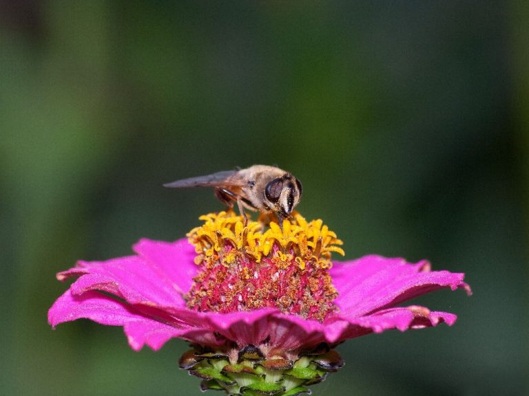 When to Harvest Zinnia Seeds? What Zinnia Seeds Looks Like?