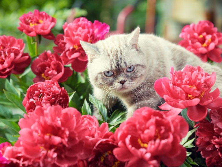 Are Peonies Poisonous to Cats? Toxicity of Peonies