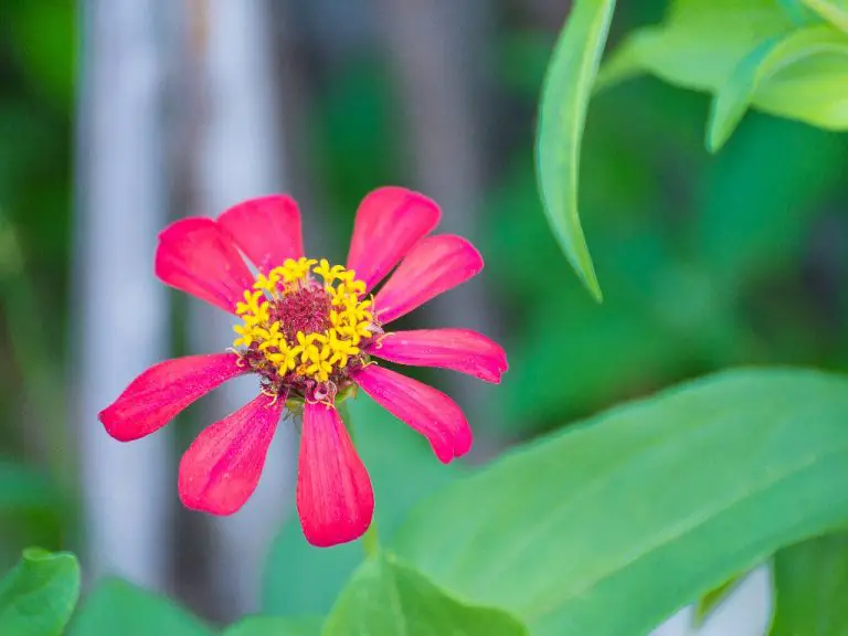 Are Zinnias Poisonous to Cats? Do This Flower Possess a Threat?