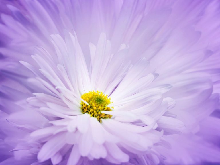 Hardy Chrysanthemums Care | Know the Planting Conditions For Growing Stunning Display Of Chrysanthemum Flowers