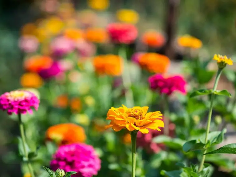 Zinnia Like Flowers | 9 Flowers that Look Like Zinnias