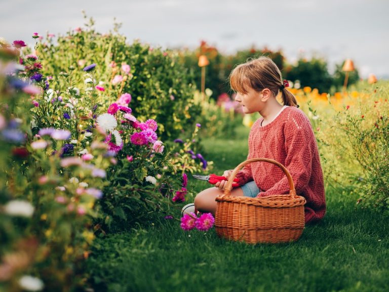 Planting Chrysanthemums in the Fall —A Guide for Beginners