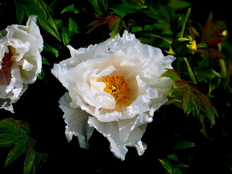 Peony: Shade or Sun? | How Much Sun Do Peonies Need To Grow?