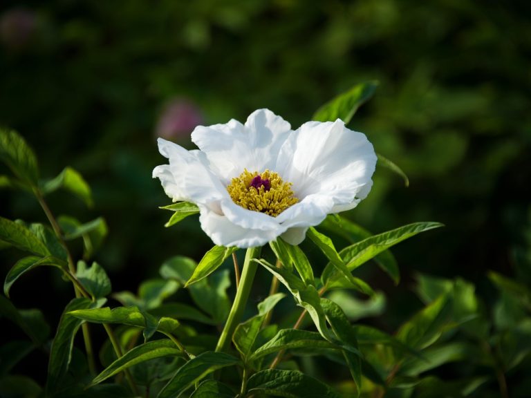 When To Cut Back Peonies? Is It Necessary to Prune Peonies?