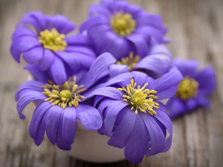 Do Anemone Multiply? Multiplying Anemones by Different Methods