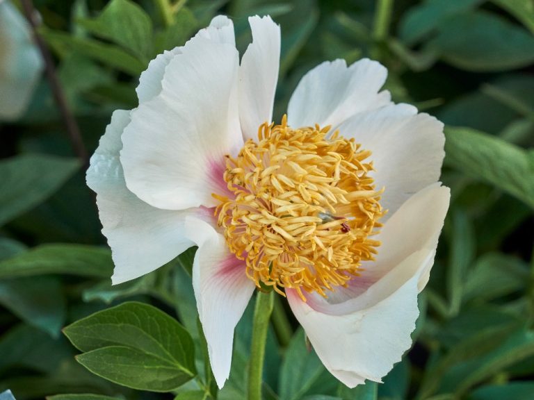 Deadhead Peony: The Importance of Deadheading