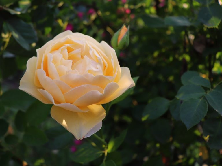 12 Stunning Peony-Like Roses