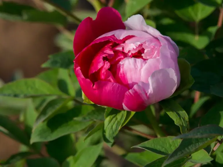What Color Are Peony Flowers? A Beginner’s Peony Color Flower Guide