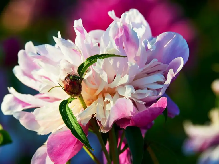 Types of Peony Flowers: A Beginners Guide To Different Kinds Of Peonies