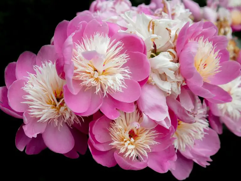Do Peonies Spread? Know How Peonies Propagate