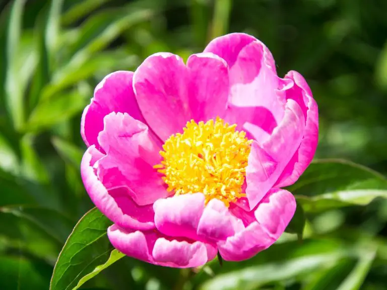 Do Peonies Change Color? | Discover the Answer Here!