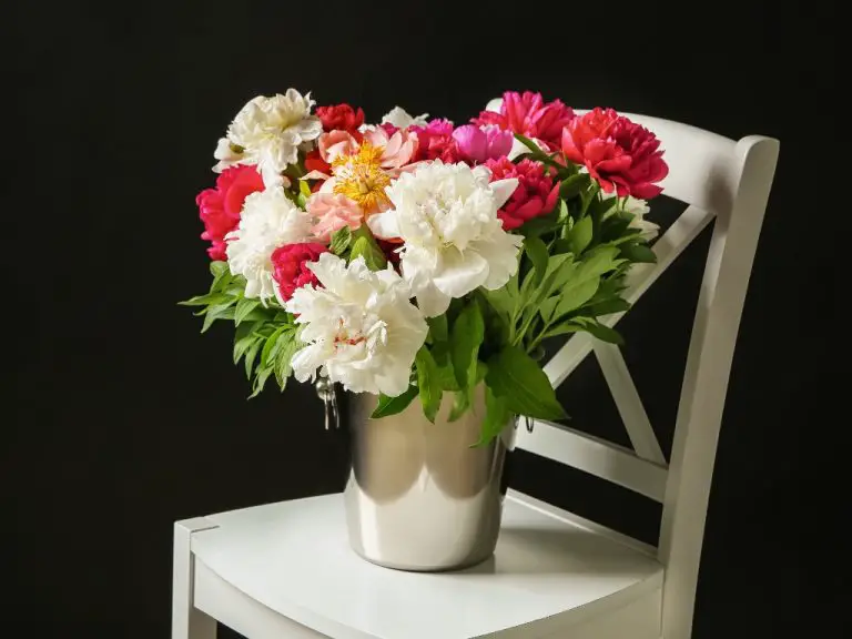 Peony as Cut Flower: Tips on How To Make Cut Peonies on Vase Last Longer