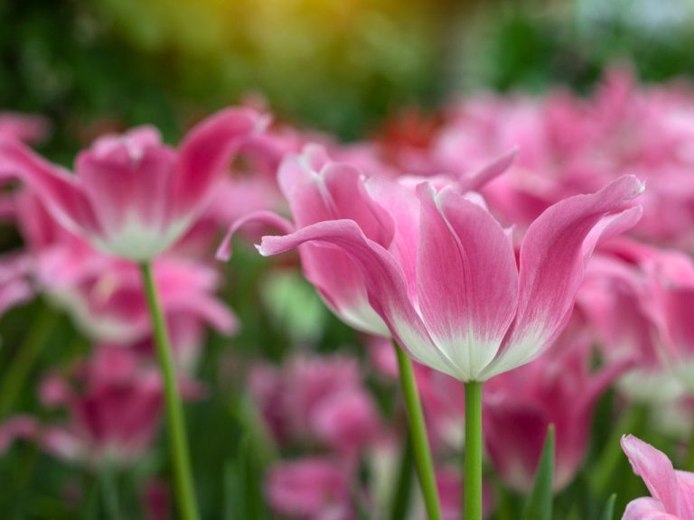 Are Tulips Edible? Know The Parts That You Can Eat