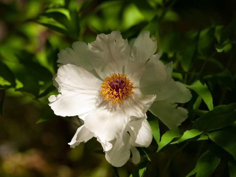 Do Peonies Change Color? | Discover the Answer Here! - GardenFine