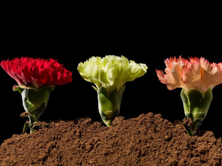 Are Carnations Edible? Understanding The Truth About These Flowers