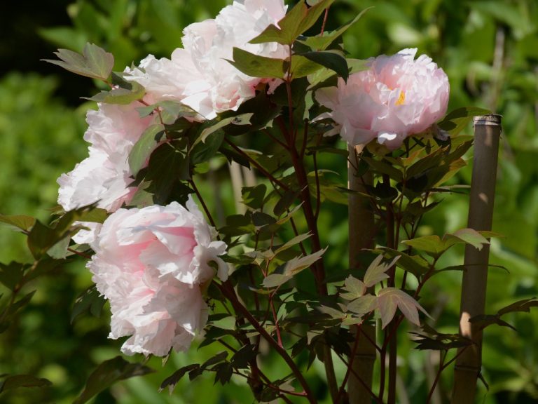 When Do Peony Shoots Appear? Know the Color pf Peony Shoots