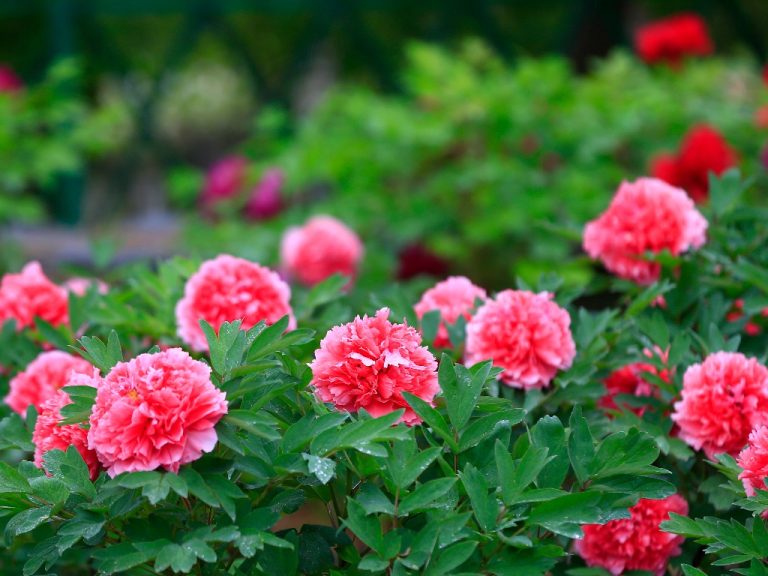 Planting Peonies in Spring: A Beginner’s Guide