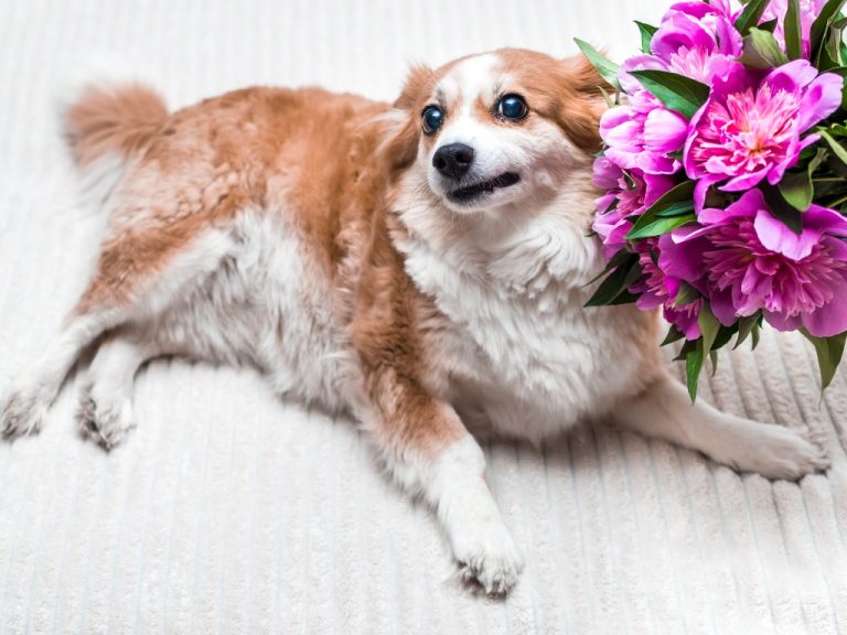 Are Carnations Toxic to Humans? Know If Carnation is Harmful to Humans