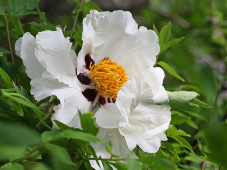 Are Peonies Evergreen? Are Peonies Perennial?