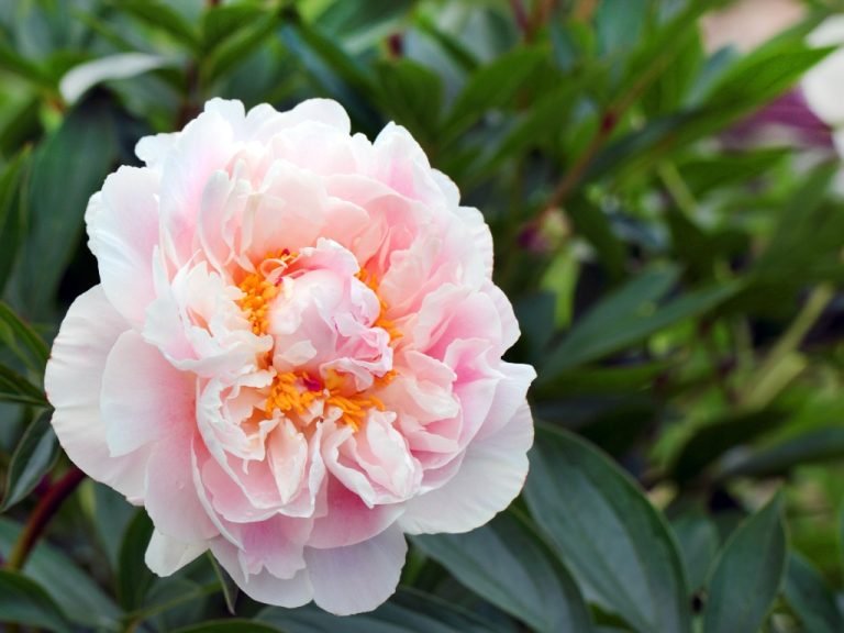 Supporting Peonies: Staking Tips to Prevent Peonies from Toppling Over