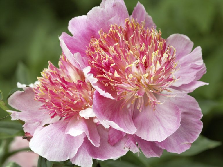 Peony Root Planting: Instructions for Planting Peony Roots