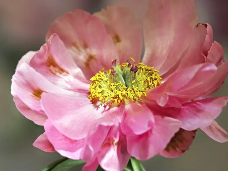 How To Collect Peony Seeds? Harvesting and Planting the Peony Seeds