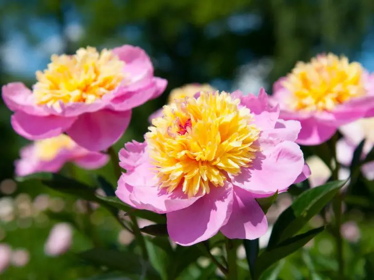 Fertilizing Peonies: Great Tips on Giving Nutrients to Your Lovely Peonies