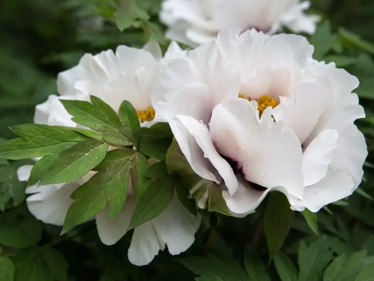How to Make Peonies Bloom? Make Your Peonies Bloom on Plant and Longer Lasting On Vase